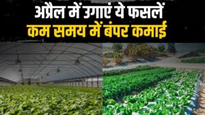 अप्रैल से जून तक किसान करें ये कृषि काम, मिलेगा जबरदस्त मुनाफा