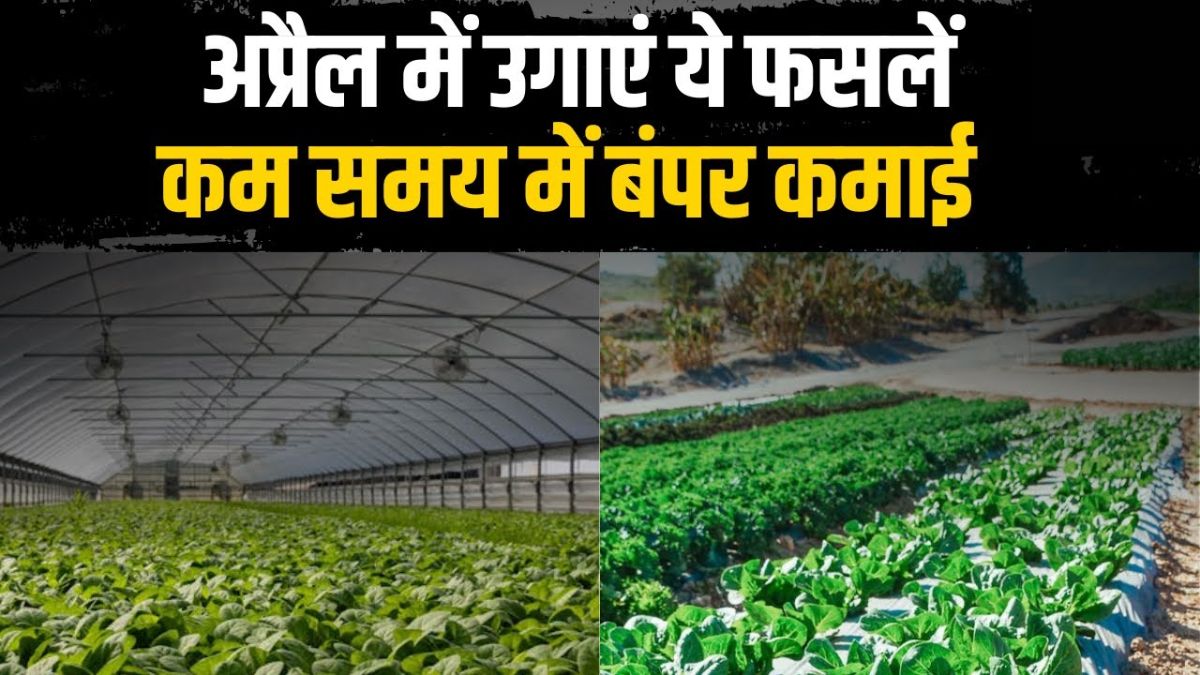 अप्रैल से जून तक किसान करें ये कृषि काम, मिलेगा जबरदस्त मुनाफा