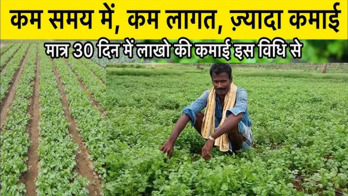 बिना खाद सिर्फ पानी के सहारे 40 दिन में 5 गुना फायदा देगी ये फसल 100 में से 99 लोग नहीं जानते ये बात