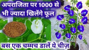 इस तरीके से लगाए अपराजिता का पौधा फूलो से लद जाएगा गार्डन समझ लो देसी तरीके