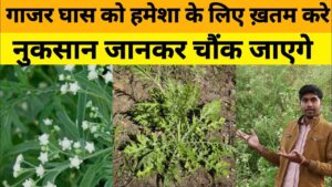 खेत में उगी फालतू गाजर घास से परेशान हो गए तो लगाओ ये देसी फूल, मिलेगा जबरदस्त फायदा
