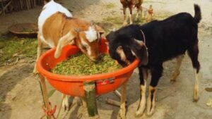 बकरियों के लिए वरदान से कम नहीं ये हरा चारा कम खुराक में देगी गाय के बराबर दूध