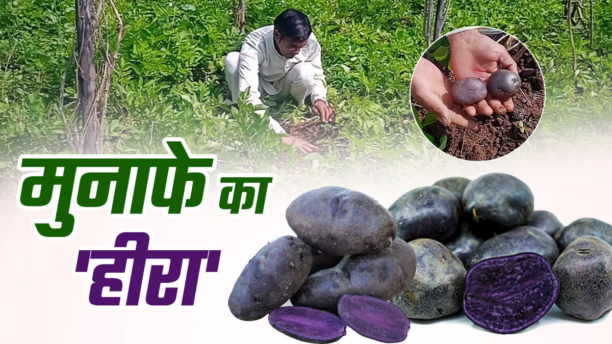 ब्लैक आलू