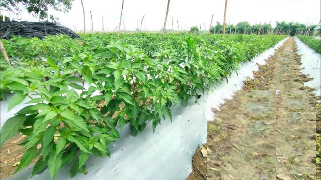 तगड़ी डिमांड के साथ मानव जीवन का अनमोल हिस्सा है इस फसल की खेती बाजार में जाते ही करते है पहली खरीददारी