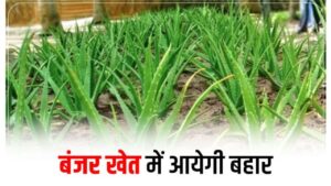 एक बार लगाओ और 6 साल हो जाओ टेंशन फ्री, कम खर्च में सिर्फ पानी देकर यह फसल कमाएगी नोटों की गड्डियां