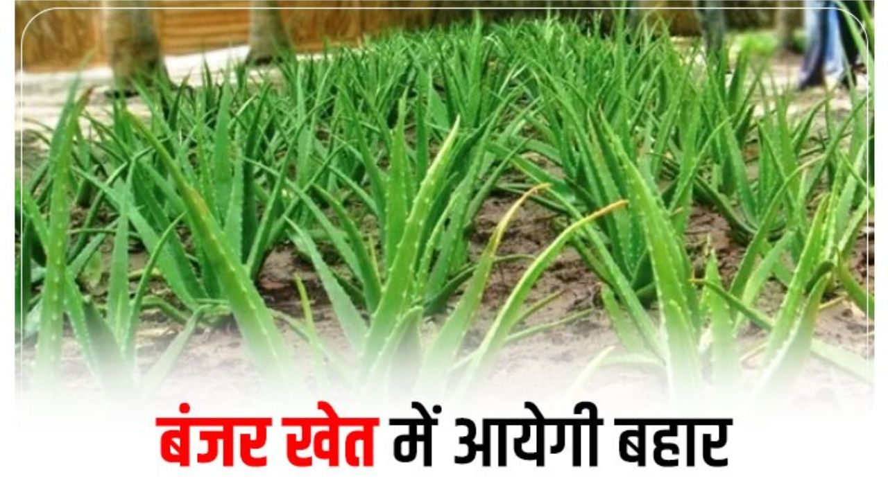 एक बार लगाओ और 6 साल हो जाओ टेंशन फ्री, कम खर्च में सिर्फ पानी देकर यह फसल कमाएगी नोटों की गड्डियां