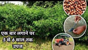 इस जंगली फसल की खेती से किसान होंगे मालामाल फायदे ऐसे की विदेशी देखते ही मोटी रकम में खरीद लेते है सारा माल
