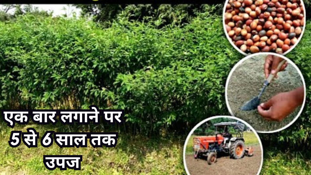 इस जंगली फसल की खेती से किसान होंगे मालामाल फायदे ऐसे की विदेशी देखते ही मोटी रकम में खरीद लेते है सारा माल