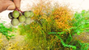 सब्जी देखते ही मचल जाएगा मन, महाराजाओ का शाही पनीर कर लो खेती आराम से कमाओ हर महीने 50-60 हज़ार रुपए