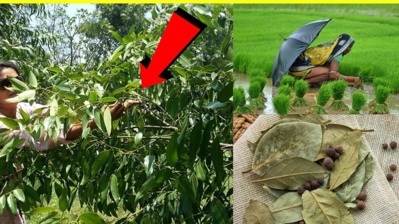 इस पत्ते को मत समझना मामूली जरा से खर्चे में बना देगा सूट-बूट वाला करोड़पति आज से ही शुरू करो खेती और देख लो कमाल